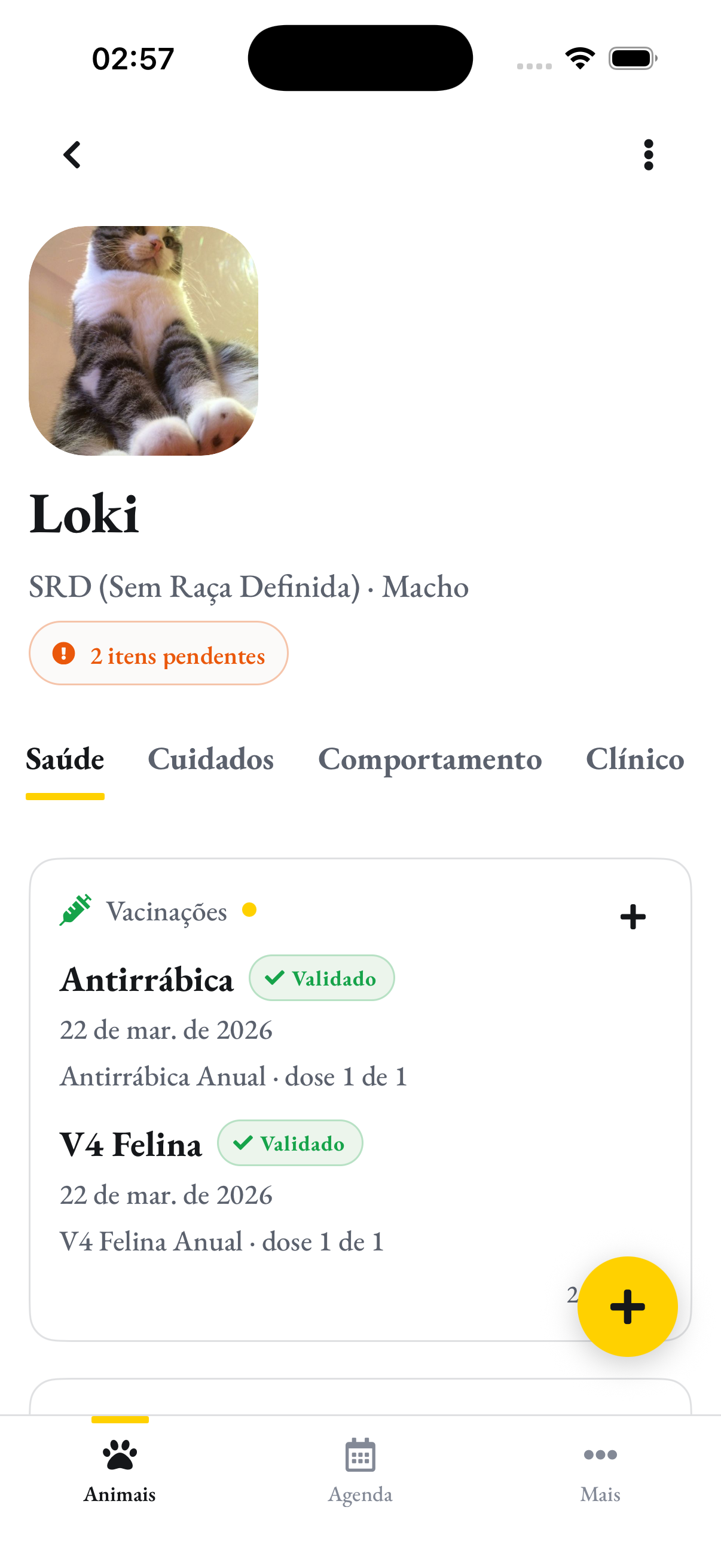 As vacinas do Loki: Antirrábica e V4 Felina, validadas pela clínica
