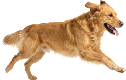 Um golden retriever correndo