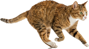 Um gato tigrado correndo