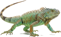 Uma iguana