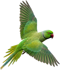 Um periquito verde voando