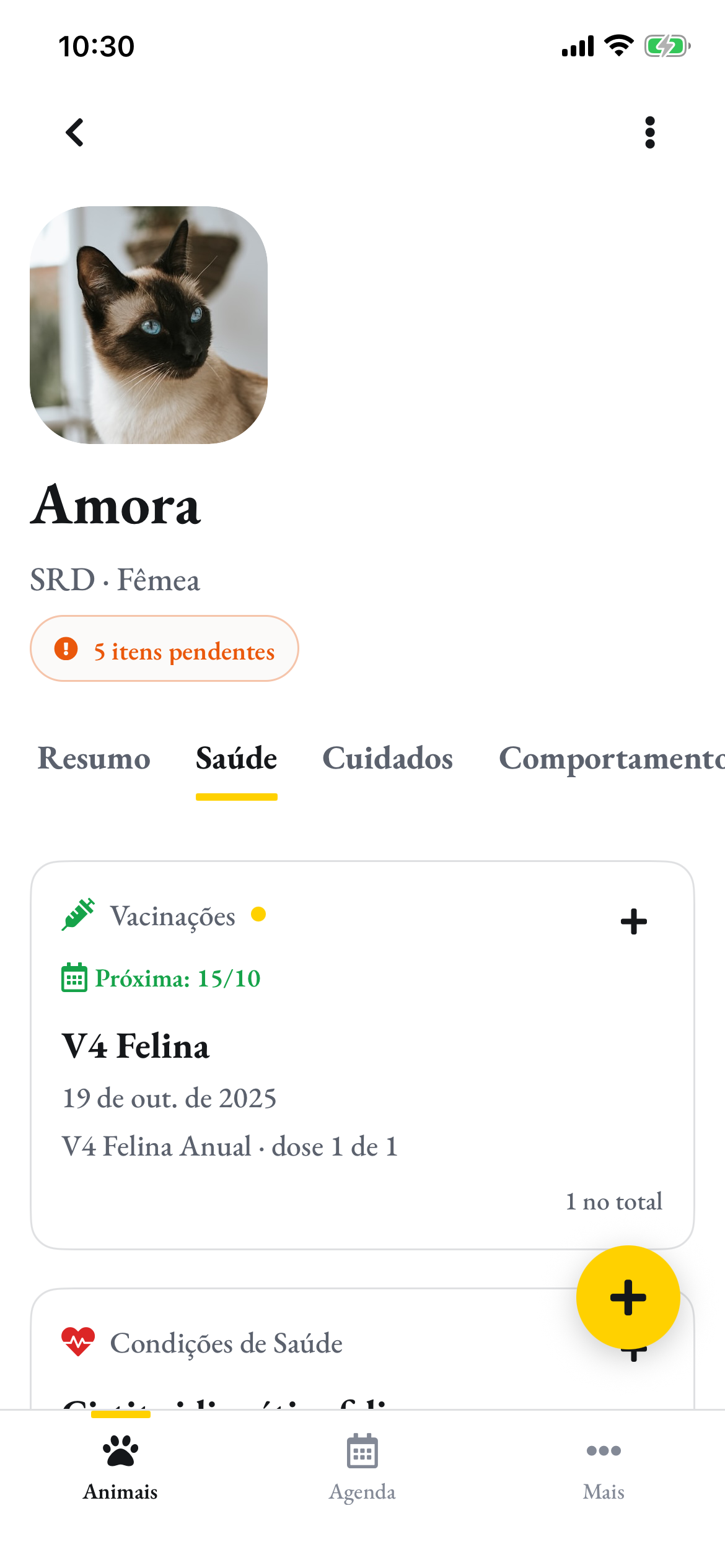 As vacinas da Amora: V4 Felina, dose 1 de 1, e a próxima em 15/10